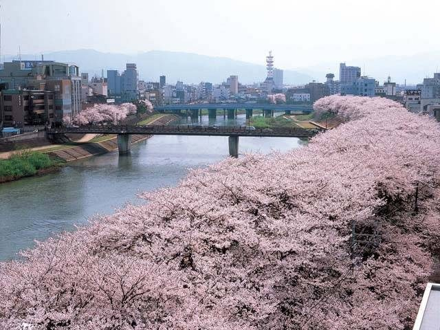 足羽川の桜並木