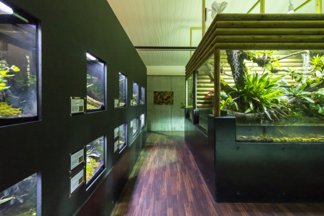 【KawaZoo】日本最大級の体感型カエル館