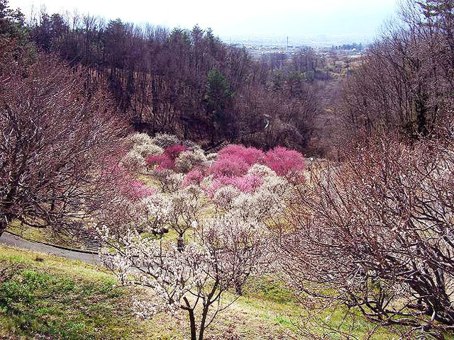 梅の里(山梨県)