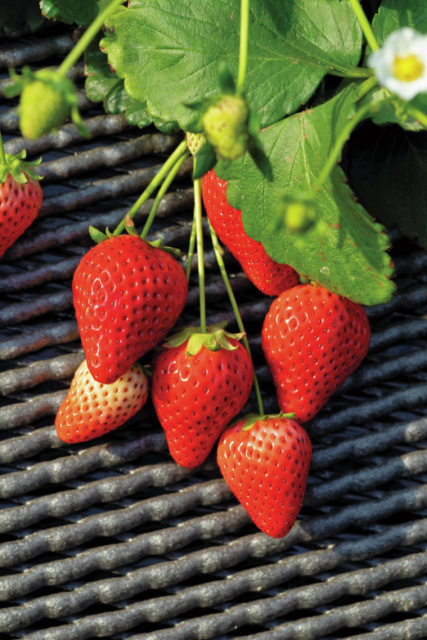 【栃木のいちご×いちごの里】いちご狩り