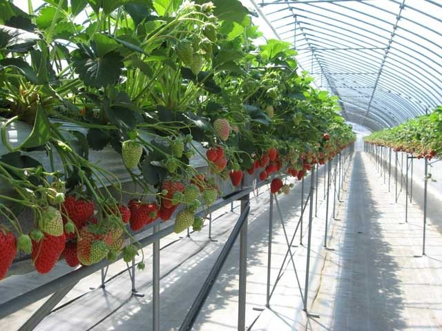 伊那みはらしいちご園(長野県)