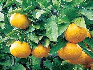 【愛知・蒲郡×観光】季節ごとに果物狩りが楽しめる「蒲郡オレンジパーク」