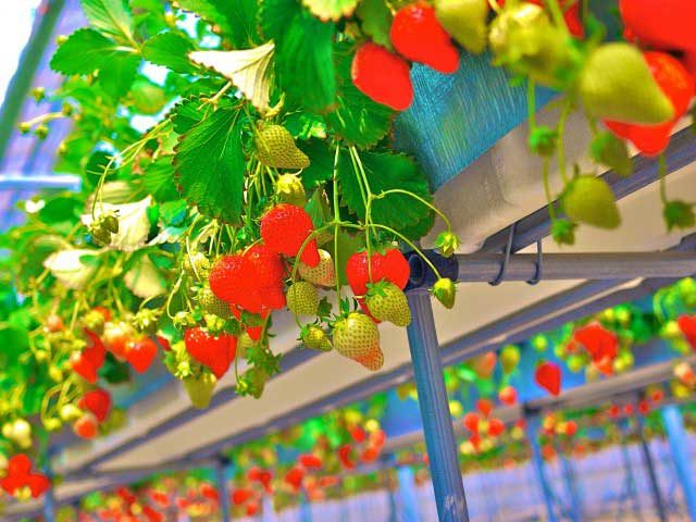 つみつみいちごファーム(岐阜県)