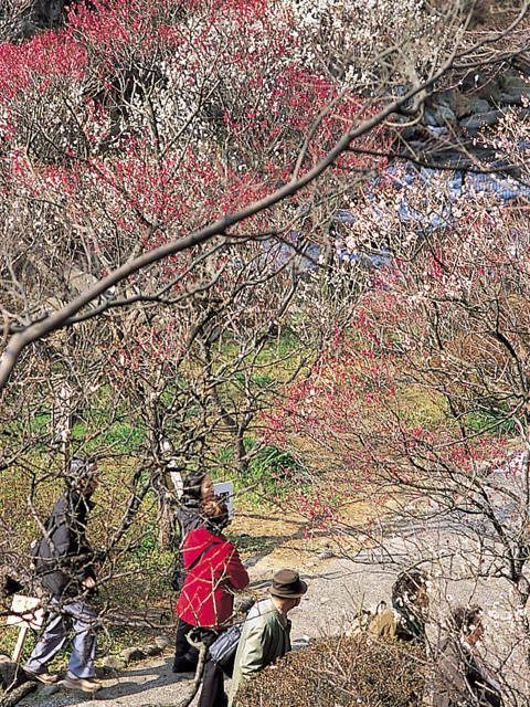 熱海梅園(静岡県)