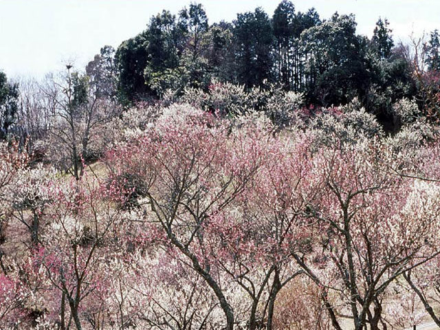 修善寺梅林(静岡県)