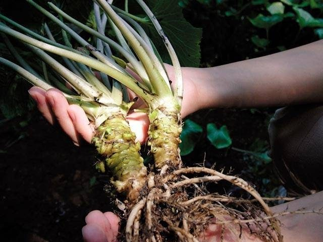 わさびを収穫「天城わさびの里」