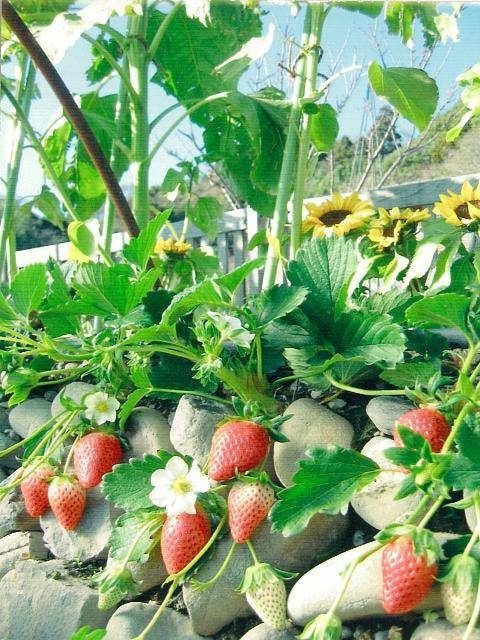 石垣苺栽培元祖 常吉いちご園(静岡県)