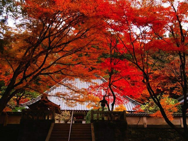【香嵐渓の紅葉ナビ】香積寺