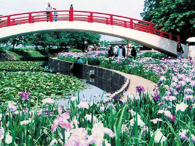 【豊川・豊橋×観光】さまざまな種類の花ショウブが咲く「賀茂しょうぶ園」