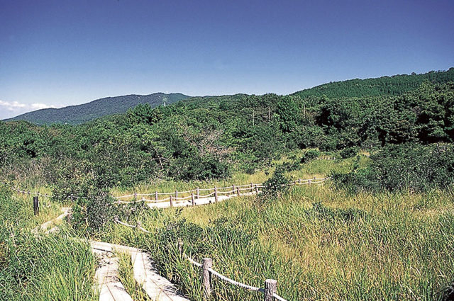 【豊川・豊橋×観光】湿生植物と地域固有種の宝庫「葦毛湿原」