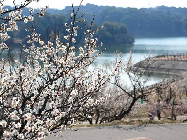 佐布里池梅林(愛知県)