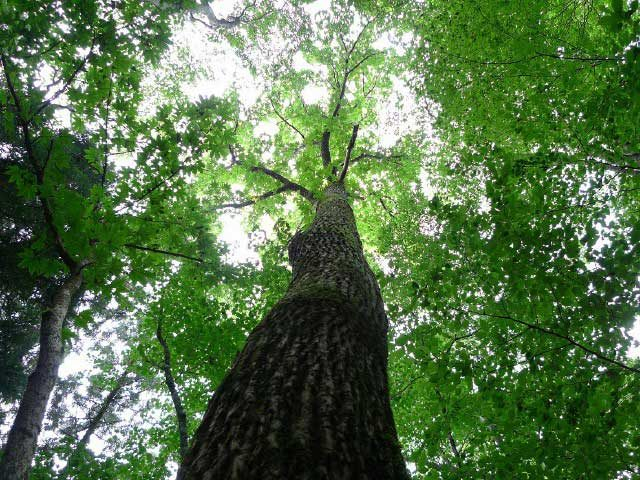【香嵐渓&茶臼山×高原ドライブ2】広大な自然林でヒーリング「面ノ木園地」