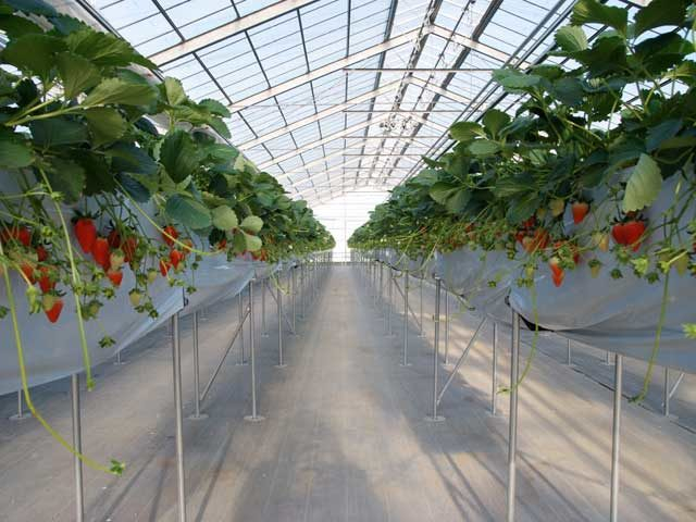 いちごの丘(愛知県)