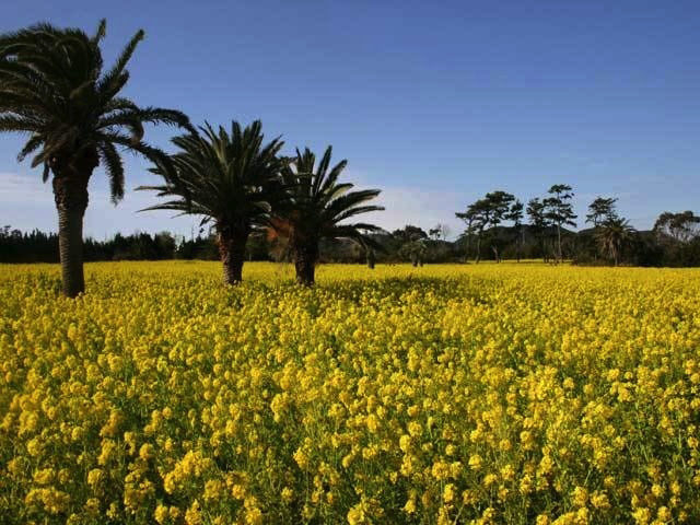渥美半島菜の花まつり