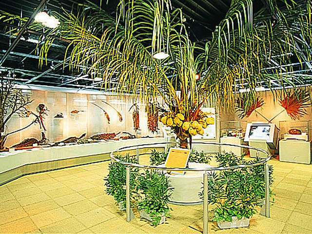 やしの実博物館