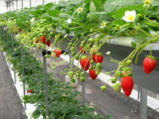 ハッピー農園(三重県)