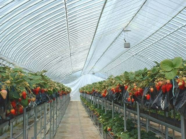 いちご園サンシャインヴィレッジ(滋賀県)