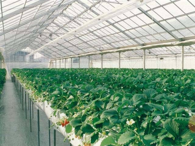 モモタ農園(京都府)