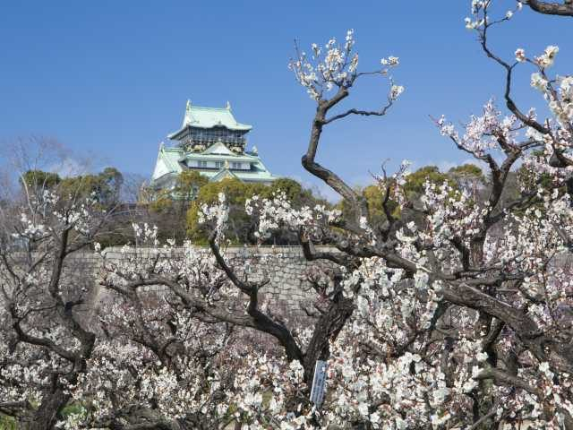 大阪城公園のウメ(大阪府)