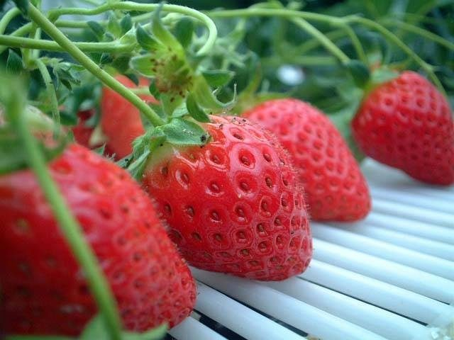 岸和田観光農園(大阪府)