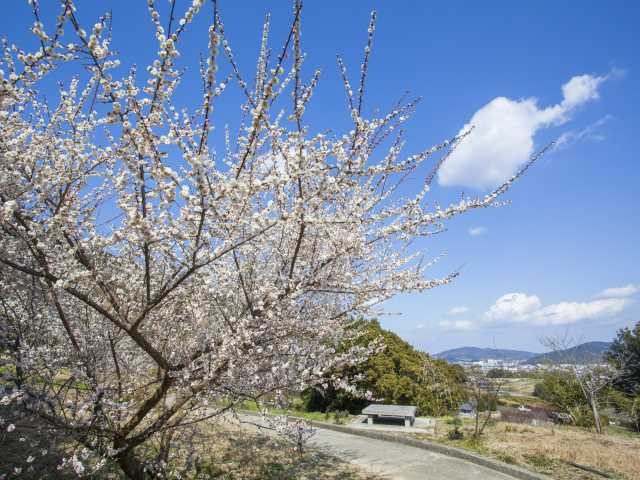広田梅林ふれあい公園(兵庫県)