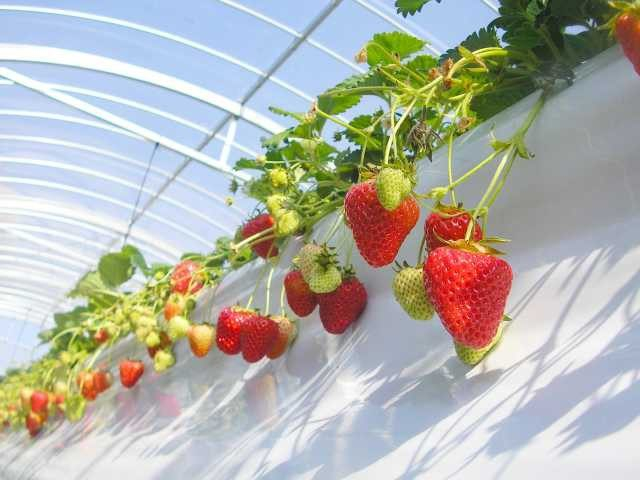 淡路島フルーツ農園(兵庫県)