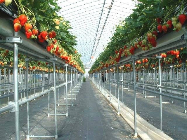 篠田いちご園(兵庫県)