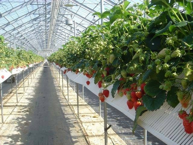 農園 紀の国(和歌山県)