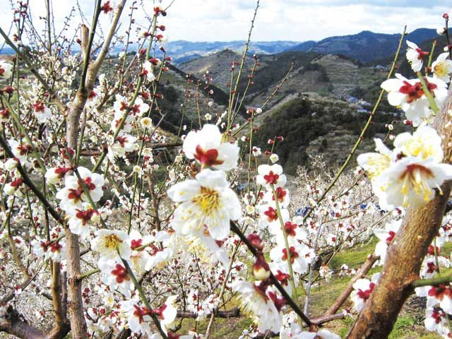 紀州石神田辺梅林(和歌山県)