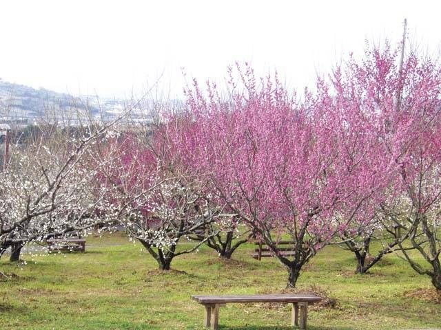 南部梅林(和歌山県)