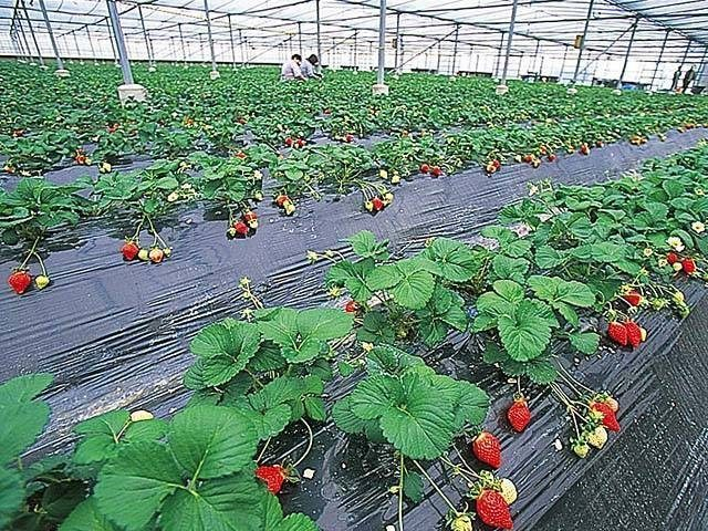 貴志川観光いちご狩り園(和歌山県)