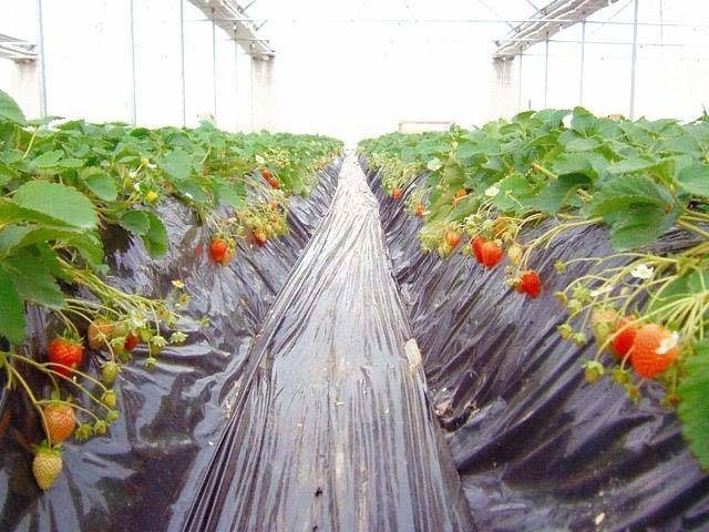 もぐもぐの里(岩手県)