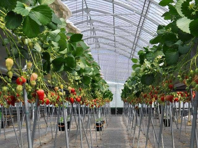 中山いちご園(岡山県)