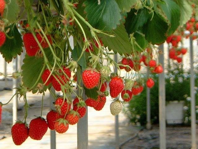 平田観光農園(広島県)