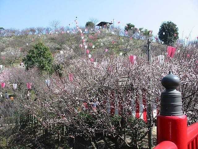 冠山総合公園「梅の里」(山口県)