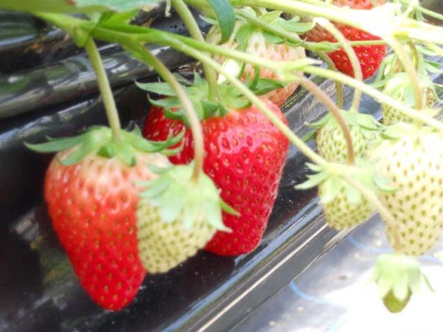 たぶせイチゴファーム(山口県)