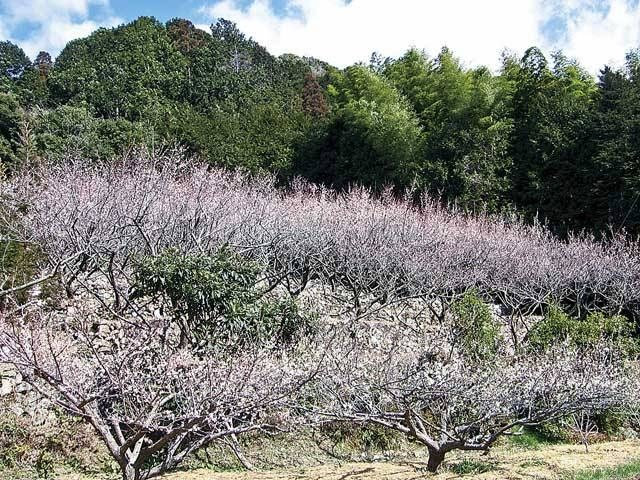 明谷梅林(徳島県)