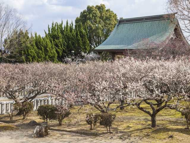 滝宮天満宮の梅(香川県)