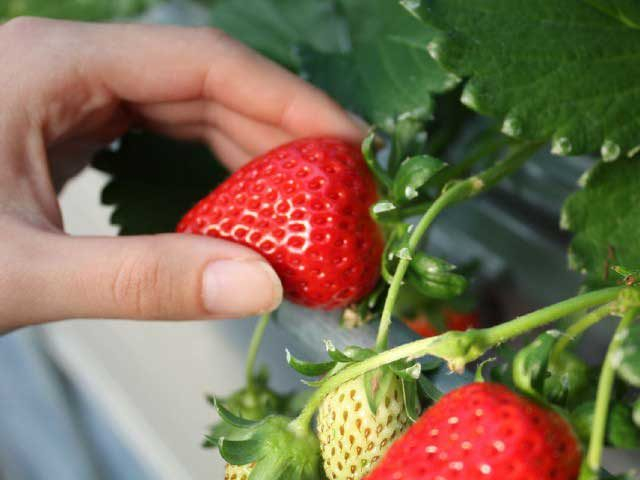 小豆島ふるさと村(香川県)