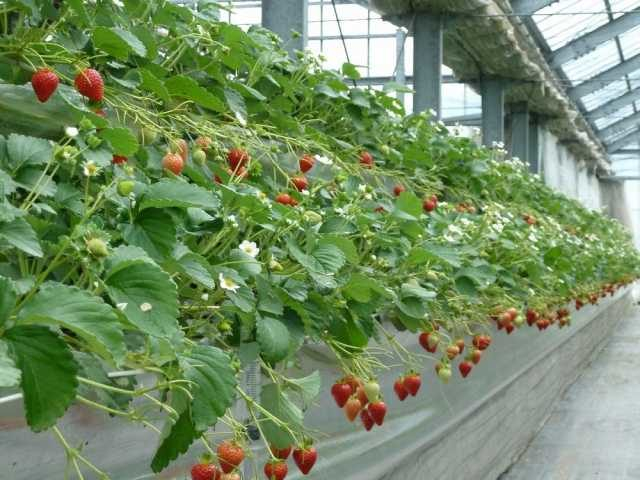 いちご狩り観光農園ビューファーム(愛媛県)