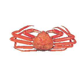 カニの基本情報を知ろう!