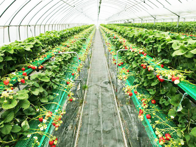 玄海いちご狩り農園(福岡県)