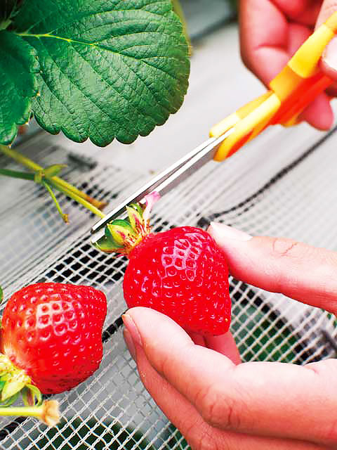 プーさんのいちご園(福岡県)