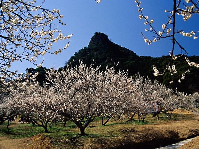 御船が丘梅林(佐賀県)
