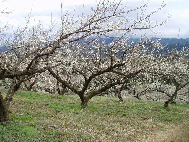 人吉梅園(熊本県)