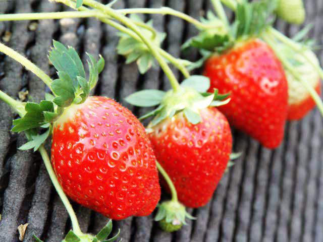 観光農園 吉次園(熊本県)