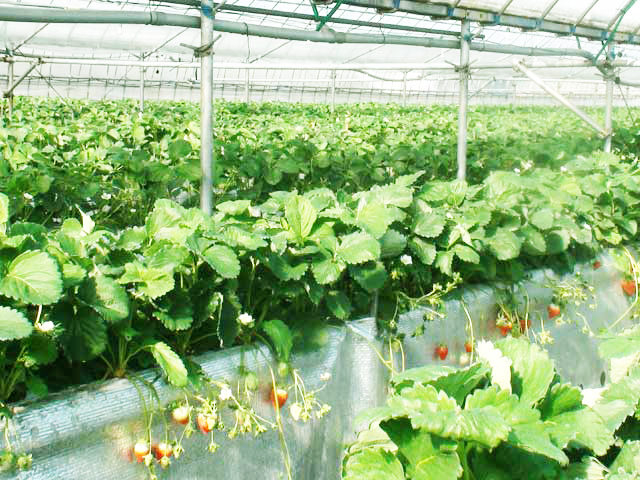 ドームいちご園(大分県)