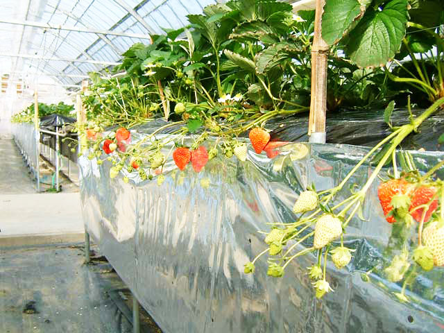 水の国のわくわく農園 いちごハウス(大分県)