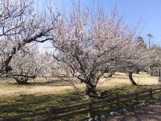 中央公園(宮崎県)