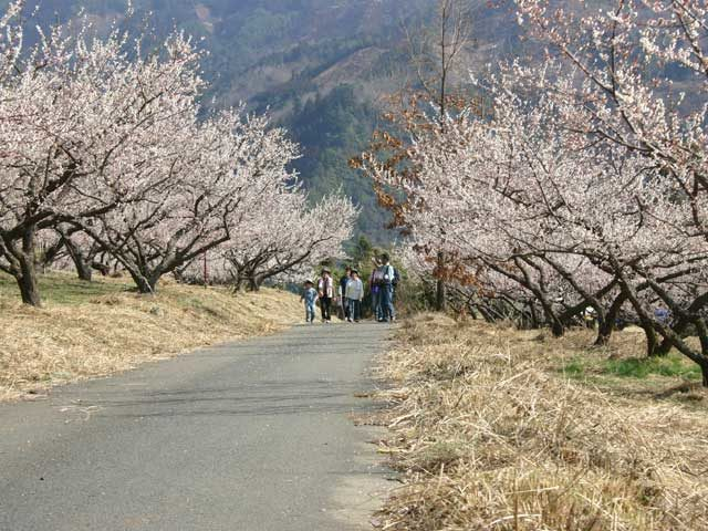 かいごん塔梅園(宮崎県)